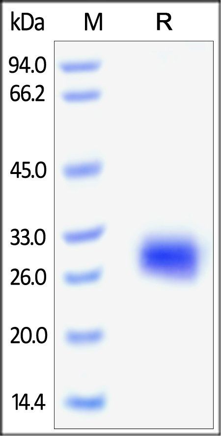 Human FOLR2 Protein, His Tag