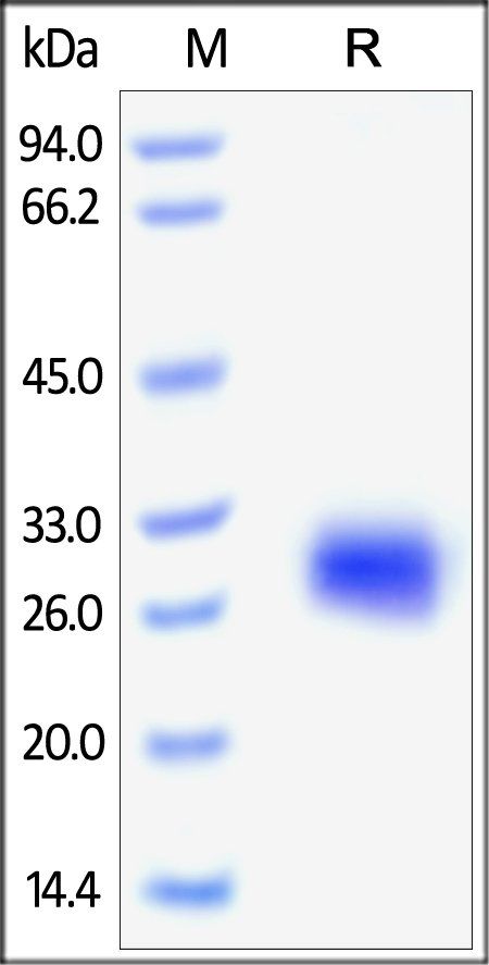 Human FOLR2 Protein