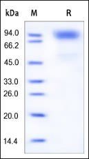 Human G-CSF R / CD114 Protein