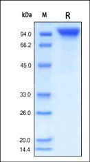 Human G-CSF R Protein, Fc Tag