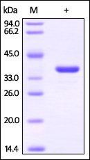 Human GAPDH / G3PDH Protein