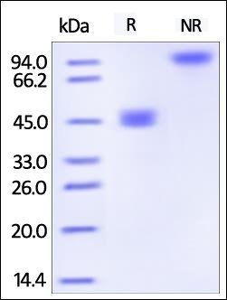 Human GITR Ligand / TNFSF18 Protein