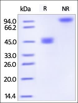 Human GITR Ligand Protein, Fc Tag