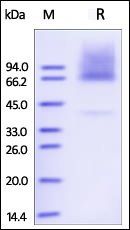 Human Glypican 3 Protein, His Tag