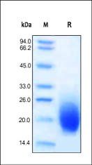 Human GM-CSF Protein