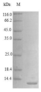 Human HBEGF protein (Active)