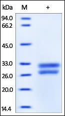 Human HMGB1 Protein, His Tag