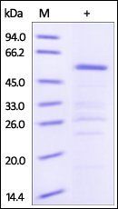 Human HSP90AA1 / HSP86 Protein