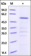 Human HSP90AA1 Protein, GST Tag