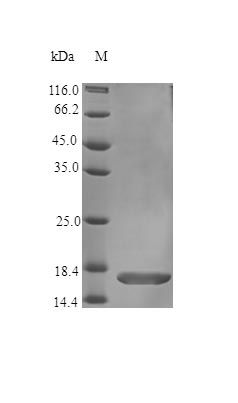 Human I36RA protein (Active)