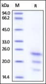 Human IFN-gamma / IFNG Protein