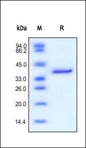 Human IGF-II Protein, Fc Tag