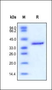 Human IGF-II Protein