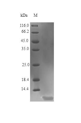 Human IGF1 protein (Active)