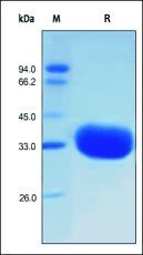 Human IgG1 Fc Protein