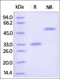 Human IgG2 Fc Protein