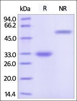 Human IgG4 Fc Protein