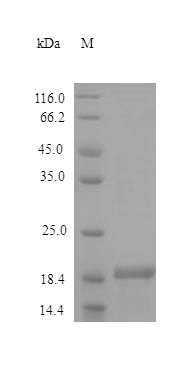 Human IHH protein (Active)