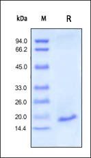 Human IL-1 beta Protein