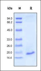 Human IL-1 beta / IL-1F2 Protein