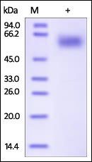 Human IL-1 RAcP / IL-1 R3 Protein