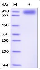 Human IL-1 RAcP Protein, Fc Tag