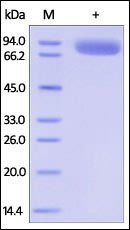 Human IL-1 RII / CD121b Protein