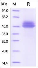 Human IL-12B / NKSF2 / p40 Protein
