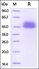 Human IL-12B Protein, His Tag