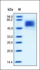 Human IL-13 R alpha 1 Protein