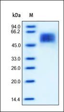 Human IL-13 R alpha 1 Protein, His Tag