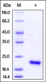 Human IL-17F (H161R) Protein