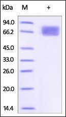 Human IL-2 R alpha Protein, Fc Tag