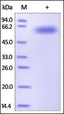 Human IL-2 R beta Protein, Fc Tag