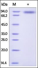 Human IL-2 R gamma Protein, Fc Tag
