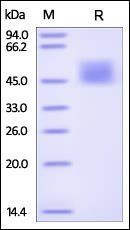 Human IL-21 R Protein, His Tag