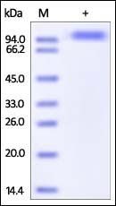 Human IL-27 Ra Protein, Fc Tag