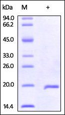 Human IL-37b / IL-1F7b Protein