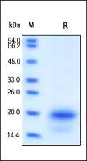 Human IL-4 Protein