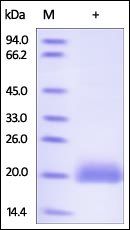 Human LAIR2 / CD306 Protein