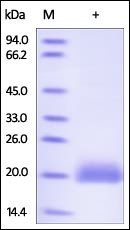 Human LAIR-2 Protein, His Tag