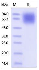 Human LAMP1 / CD107a Protein