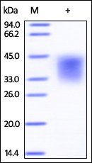 Human LIF Protein