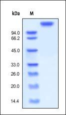 Human LIF R / CD118 Protein