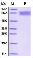 Human LILRB2 / CD85d / ILT4 Protein