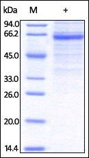 Human LSECtin / CLEC4G Protein