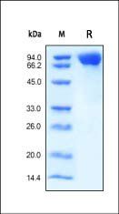 Human M-CSF R Protein, His Tag