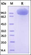 Human M-CSF R / CSF1R / CD115 Protein