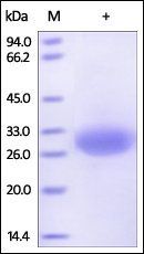 Human Mesothelin Protein, His Tag