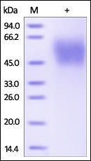 Human MICA Protein, His Tag